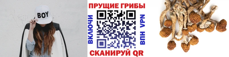 Псилоцибиновые грибы Psilocybine cubensis  Добрянка 